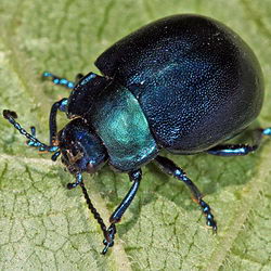 Chrysolina olivieri Chrysolina olivieri